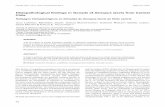 Histopathological ﬁ ndings in Gonads of Xenopus … 78(1) Larenas et al. (1... · Histopathological ﬁ ndings in Gonads of Xenopus laevis from Central Chile ... considerando el