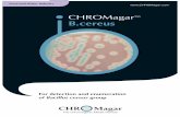 CHROMagarTM B.cereus - CHROMagar Chromogenic …€¦ · El tipo de incubación corta se asocia con platos de arroz cocinados y mantenidos a temperaturas cálidas durante varias horas.