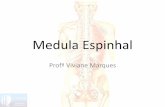 Medula Espinhal - Fonovim€¦ · Etimologicamente, medula significa miolo e indica o que está dentro. A medula espinhal situa-se dentro do canal vertebral. No homem adulto mede