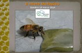 Il miele biologico - cmsondrio.gov.it · per la lotta alla varroa, ma mentre per il primo (principio attivo dell’Apistan) è ... (Rufast), coumaphos (Asuntol), trichlorfon (Neguvon).
