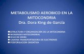 METABOLISMO AEROBICO EN LA MITOCONDRIAjuventud-medica.weebly.com/uploads/2/1/2/2/21229712/mitocondria.pdf · MEMBRANA EXTERNA 50% lípidos y 50% proteìnas; ... por lo que es MUY