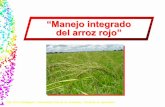 “Manejo integrado del arroz rojo” · zMecanismo de acción: Inhibidor de la síntesis de lípidos. Afecta la deposición de ceras epicuticulares, proteínas, isoprenoides y giberelinas