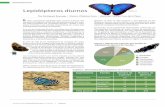 Lepidópteros diurnos - Secretaría de Desarrollo Urbano … · al retorno de un antepasado importante “viniendo como una mariposa”. Los mayas reconocían las diferencias entre