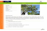 Ailanthus altissima (Mill.) Swingle Árbol del cielo ... altissima.pdf · Tanto sexual, como asexual (brotes de cepa y raíz). Producción de semillas/planta ... En la actualidad