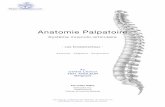 Formation Anat Palpa - Les Fondamentaux - Julien …formationenvol.be/upload/attachment/partenaire/pdf/partenaire... · Anatomie Palpatoire ... les cours d’anatomie et de physiologie