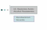 13. Bastones Acido- Alcohol Resistentes · Mycobacterium: Pared celular Las micobacterias poseen un contenido alto de lípidos (20- 40% en peso seco) en su pared celular. Esto las