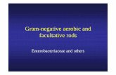Gram-negative aerobic and facultative rods · Gram-negative aerobic and facultative rods ... Pasteurella multocida ... (Giemsa stain). Serratia marcescens