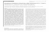 Glutathione Depletion Induced by c-Myc … 2004.pdf · Glutathione Depletion Induced by c-Myc Downregulation Triggers Apoptosis on Treatment with Alkylating Agents 1 Annamaria Biroccio