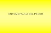 ENTOMOFAUNA DEL PESCO - … · istituto di entomologia Created Date: 7/30/2012 4:31:32 PM ...