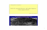 2 Glucógeno degradación (short) - Universitat de València · 2010-06-09 · 1 (II) El metabolismo del glucógeno. Glucogenolisis Bioquímica hepática Prof. J.V. Castell El hepatocito
