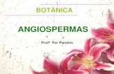 ANGIOSPERMAS -  · PDF fileRelações filogenéticas Algas verdes (grupo externo) Briófitas Pteridófitas Gimnospermas Angiospermas Gametângios revestidos por células estéreis