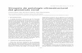 REV ESP PATOL 2002; Vol 35, n.º 2: 151-166 Sinopsis … patologia 35-2/35-2-04.pdf · ción del compartimiento entre el podocito y la lámi-na rara externa de la membrana basal.