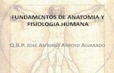 FUNDAMENTOS DE ANATOMIA Y FISIOLOGIA … HUMANA3.pdf · Las hormonas son sustancias segregadas por células especializadas, ... las glándulas paratiroideas ... Calcitonina Estimula
