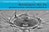 Biología de la Gameta Masculina - mdp.edu.ar de la gameta masculina.… · para preguntas conocidas ... rio, están muy desarrolladas. Así, por ejemplo, la síntesis de proteínas