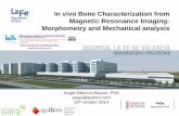 In vivo Bone Characterization from Magnetic …quibim.com/wp-content/uploads/2018/02/2014_Presentation_CBEB... · In vivo Bone Characterization from Magnetic Resonance Imaging: Morphometry