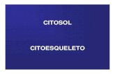 Citosol - Citoesqueleto · CITOSOL Inclusiones citoplasmáticas: • Gotas de lípidos • Gránulos de glucógeno (polisacárido) CITOESQUELETO. CITOESQUELETO Composición:
