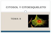 CITOSOL Y CITOESQUELETO123userdocs.s3-website-eu-west-1.amazonaws.com/d/e8/e6... · inclusiones. CITOSOL ... Da forma a la célula e interviene en sus cambios de forma. ... Formación