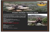 Gredos Stenbuk i Spanien 2018 2018-07-27 · Vores Gredos Ibex er på et privat revir hvor der er en rigtig god bestand af Gredos stenbukke. Der nedlægges årligt kun ca. 18 stenbukke
