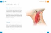 ESGUINCE CUELLO, CERVICALGIA - sci-geriatria.com · de las vértebras cervicales, así como al desgaste anormal del cartílago y del hueso, degeneración y depósito de minerales,