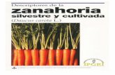 Descriptores de la zanahoria silvestre y cultivada … · Title: Descriptores de la zanahoria silvestre y cultivada (Daucus carota L.) Author: International Plant Genetic Resources