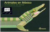Animales en México - Bienvenidosasfg-salazar.weebly.com/uploads/1/2/2/2/12228579/animales_mexican... · hace que el conjunto carezca de sentido. ... Dicen que hace miles de años
