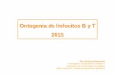 Ontogenia de linfocitos B y T 2015 - fmed.uba.ar³rico 3 INMUNO 2015.pdf · Ontogenia de linfocitos B y T 2015 Dra. Romina Gamberale Investigador Independiente CONICET Laboratorio