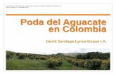PRESENTACIÓN: Poda del Aguacate en Colombia · Rodríguez (1982) señala que el mejor momento de anillado se da cuando se hace previo a la floración, o en el periodo en el que el