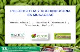 POS-COSECHA Y AGROINDUSTRIA EN MUSACEASbanana-networks.org/musalac/files/2015/09/014-John...Agroindustria.pdf · POS-COSECHA Y AGROINDUSTRIA EN MUSACEAS . Bananos y Plátanos: Fuente