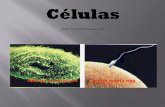 Células - biologiapr | Just another WordPress.com site · Funcion: proteccion, da forma, previene deshidratacion ... -vacuola central en plantas - contractil (protistas) - almacenamiento
