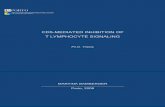CD5-MEDIATED INHIBITION OF T LYMPHOCYTE SIGNALING · CD5-MEDIATED INHIBITION OF T LYMPHOCYTE SIGNALING ... A central role for Fyn in the CD5-mediated inhibition of T lymphocyte signaling