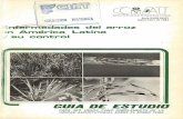 GUIA De eSTUDIOciat-library.ciat.cgiar.org/Articulos_Ciat/Digital/AV_SB_608.R5_E5... · manual, Problemas en cultivos de arroz en América Latina, Cheaney, y Jennings, 1975. 6 . 1