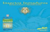 S.E.A.sea-entomologia.org/PDF/M3M5/093_098_II_Neuroptera.pdf · 12.9) a largas y filiformes (Figs. 12.3, 12.5, ... Larvas acuáticas de sisirideos se alimentan de es-ponjas de agua