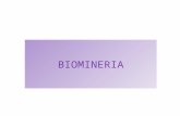 Diapositiva 1 - Bioquímica y Biotecnología – … · PPT file · Web view2012-01-20 · biomineria