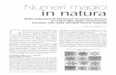 Numeri magici in natura - sabrinamugnos.com · Dalla sequenza di Fibonacci al numero Aureo: le meraviglie della matematica trovano vita nelle mirabili forme naturali Sabrina Mugnos