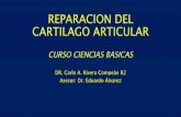 REPARACION DEL CARTILAGO ARTICULAR - medicina.uanl.mx · • Compuesto por colágena tipo 2 (matriz extracelular rica en glucosaminoglicanos) • Sin suministro sanguíneo, drenaje