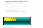 Specialization in the retina - University of Minnesota Specialization.pdf · Specialization in the retina ... J. Y. LETTVIN,‡ H. R. MATURANA, ... separate temporal channels is to