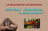 LA RELACIÓN EN LOS ANIMALES - I.E.S "POETA CLAUDIO ...iespoetaclaudio.centros.educa.jcyl.es/sitio/upload/endocrino... · CÁPSULAS SUPRARRENALES Metabolismo de glúcidos y sales