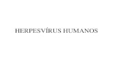Slide sem título - UFRGS · Herpes neonatal Lesões cutâneas Encefalites. Herpes genital (HSV tipo 2; HHV-2) Herpes genital . Herpes DIAGNÓSTICO