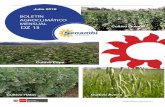 BOLETÍN AGROCLIMÁTICO MENSUAL - senamhi.gob.pe · avena, tarwi, maíz, piña, cafe, plantas bioindicadores, entre otros en beneficio de los tomadores de decisión y agricultores