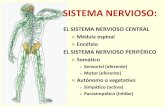 EL SISTEMA NERVIOSO PERIFÉRICO · el sistema nervioso central y el sistema nervioso perifÉricosistema nervioso central sistema nervioso perifÉrico medula espinal somÁtico autÓnomo