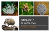 Artrópodes e Equinodermos · Qual o grupo de animais com maior número de espécies? Qual o grupo que reúne os animais mais temidos, admirados e conhecidos pelo homem? Quais animais