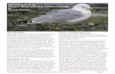 Identification of Winter Ring-billed & Common Gulls by ...DC).pdf · North American coasts, Gulf of Mexico, Central America and the Greater Antilles. It has also proved to be very