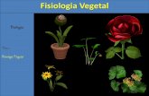 Fisiologia Vegetal - colegiosantarosa-pa.com.br · A fisiologia vegetal é a parte da biologia que estuda o funcionamento do organismo ... e possíveis problemas à saúde humana.
