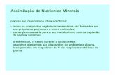 Assimilação de Nutrientes Minerais - uenf.bruenf.br/cbb/lbt/files/2014/09/Assimilação-de-nutrientes... · Assimilação de Nutrientes Minerais plantas são organismos fotoautoróficos: