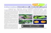 Centro APTA Citros/IAC detecta bactéria do Greening dos ...ccsm.br/wp-content/uploads/2017/04/INFORMATIVO_CCSM_07_2004.pdf · Centro APTA Citros/IAC detecta ... nutricional com clorose