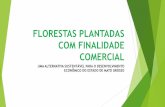 FLORESTAS PLANTADAS COM FINALIDADE COMERCIAL · Reduzir a pressão sobre as florestas nativas, atualmente utilizadas como única fonte de matéria prima; ... Alta Floresta, Colíder,