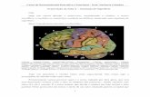 Transcrição da Aula X - Instituto Edumed · lobo parietal do lobo occipital. ... é o giro do cíngulo ... se desenvolveu tão uniformemente como o neocórtex do lobo frontal, parietal