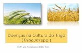 Doenças da Cultura do Trigo (Triticum spp.)s3.amazonaws.com/ilang-media/PAT/Upload/1492713/Doencas...ao controle de manchas foliares, e garantiu a estabilidade do rendimento de grãos