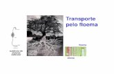 Transporte pelo floema - uenf.bruenf.br/cbb/lbt/files/2017/05/FV-transporte-no-floema-66-Maio-17.pdf · pelo floema xilema floema ausência de sistema radicular sistema radicular