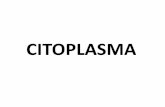 CITOPLASMA - ddc1hc.files.wordpress.com · O Citoplasma Toda região da célula compreendida entre a membrana citoplasmática e o núcleo. Partes do citoplasma: a) Hialoplasma ou